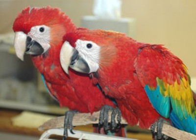 2006817_1217016263_זוג ארה סקרלט.jpg