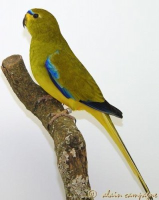 Elegant Parrot.jpg