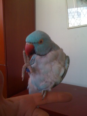 הדררה שהיה חשד למקור והנוצות