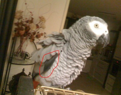 הג'אקו עם הנוצות המוזרות