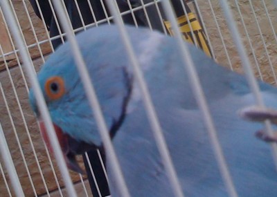 והדררה עם הפנים המוזרות סליחה על התמונה