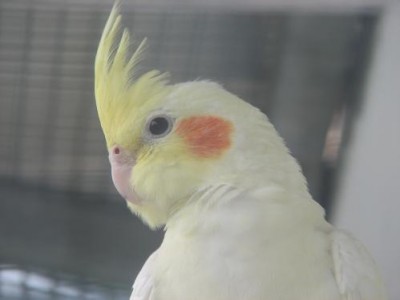 דוגמן הכלוב