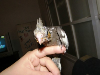 זהירות.. לא ליפול..