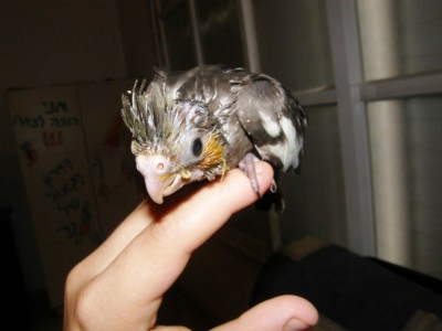 הופהה! התייצבתי.