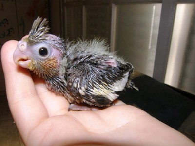 אחותנו הקטנטונת