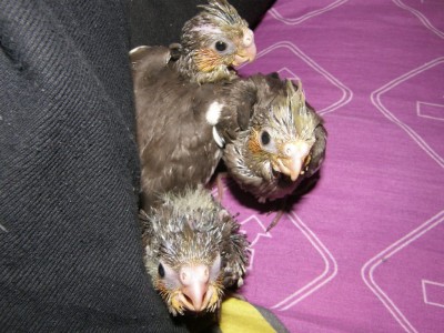 שלושת המוסקטריות