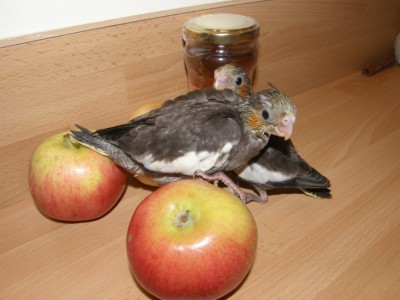 גליצ'ים על התפוח