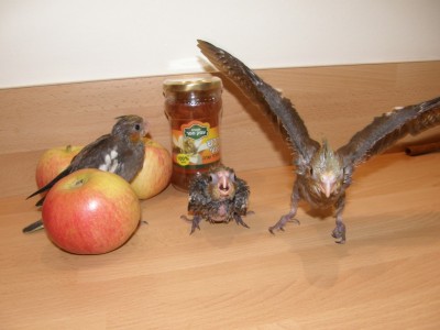 מתחילות לתרגל תעופה