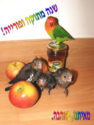 Copy of P9110129.JPG