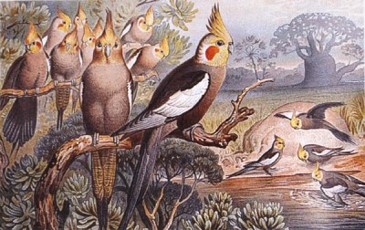 Brehms_Tierleben_Cockatiels.jpg