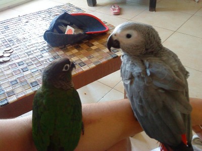 מישמיש ופאקו