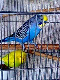 אנגלי צעיר.jpg