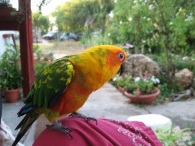 zoro free fligt conure.jpg