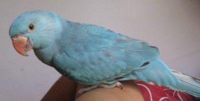 הדררה החמודה שלי...