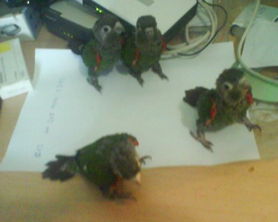 גדלים לשנה החדשה...