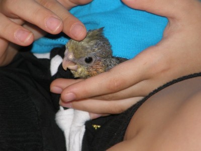 שימו לב- ככה זה נראה ממש מקרוב