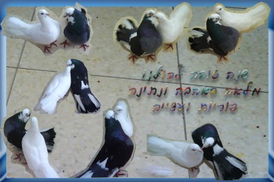 וכמובן נתפלל לשובו של גלעד שליט במהרה