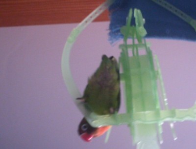 מישהו ראה את התפוח שלי???