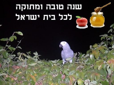 2פטל.JPG