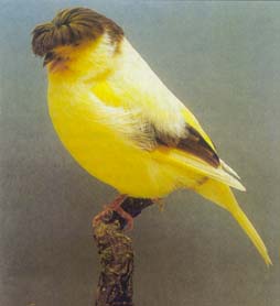 040819_205954-2709_Gloster_intenso.jpg
