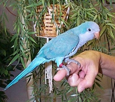 קוואקר כחול