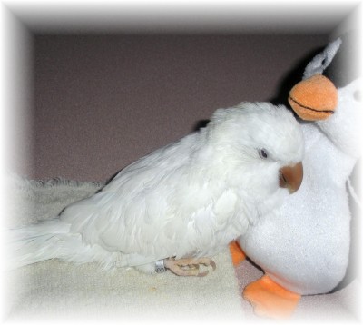 לבן כהה עיניים - מיוחד!