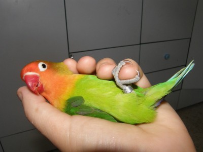 בזמן שהגוזלים בצבא, הוא כל היום עושה בטן-גב