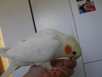 ברצ'וק, לפני הסבב השני שלה, ברגע של פינוק