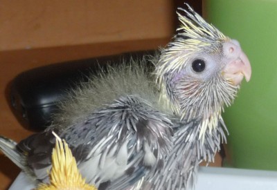 אמנם לא התוכי שפוקי המדובר, אבל בהחלט תוכי שפוקי חמוד מסבב הקוקוטיילים החדש.