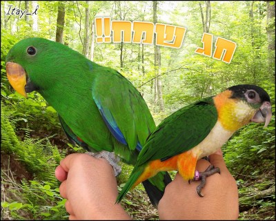 itay backround copy 2.jpg