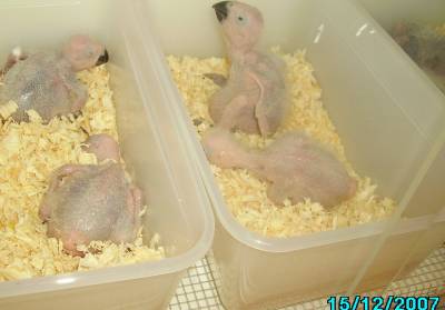 Y.L האכלות יד 1.jpg