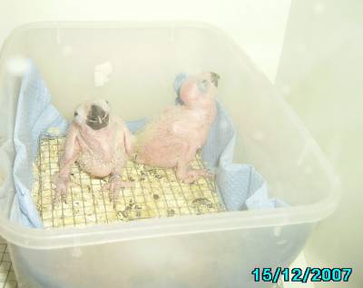 Y.L האכלות יד 5.jpg