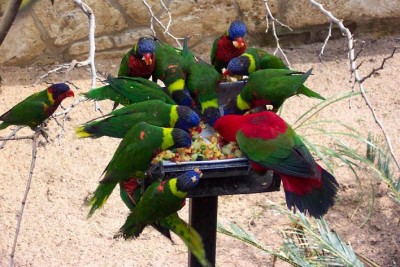 נייפ לורי - GREEN NAPE LORY.jpg