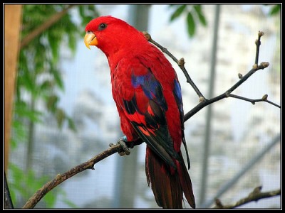 lory_0001.jpg