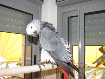 ג'אז בגיל 4.5 חודשים