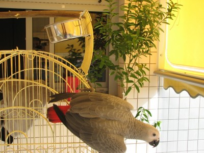 ג'אז בגיל 4.5 חודשים