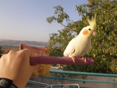 פוזה1 על המקל שיוף
