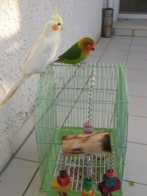 חוקרים את הצעצוע