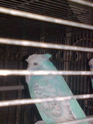 אנגלי צופ.jpg