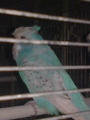 אנגלי צוופ.jpg