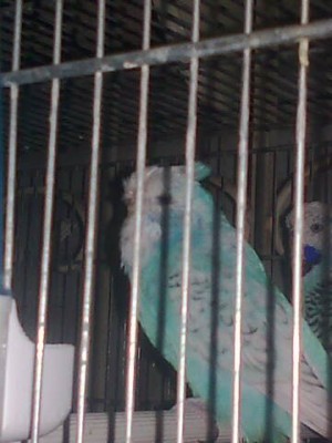 אנגלי צווופ.jpg