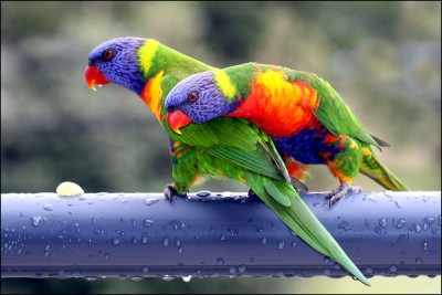 20lorikeet-csw.JPG