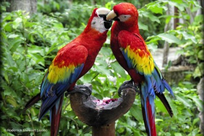 0504%20love%20parrots%204x6.jpg