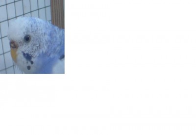 שימו לב לדונגית (הצבע)