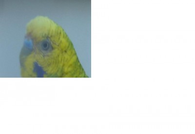 שימו לב שאין שיער ליד העיניים (ב2 העיניים זה ככה)