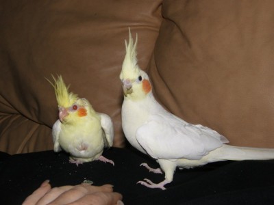היכרות מוצלחת עם ברצ'וק