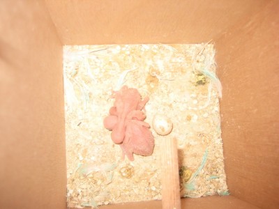 זה שהם פיציים ממש...