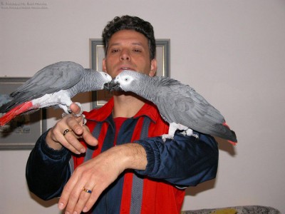 african-grey-parrot%20pet-13.jpg