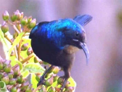 דבש (Small).jpg