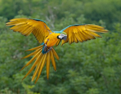 777px-Ara_ararauna_Luc_Viatour.JPG
